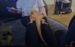 Bearded Dragon reptiles for sale: Bearded dragon for sale  - Advert 10