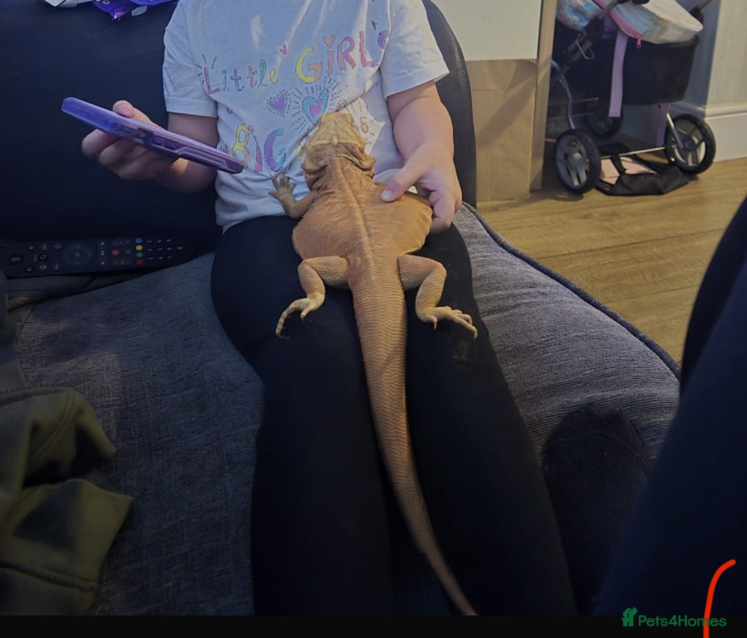 Bearded Dragon reptiles for sale: Bearded dragon for sale  - Advert 10