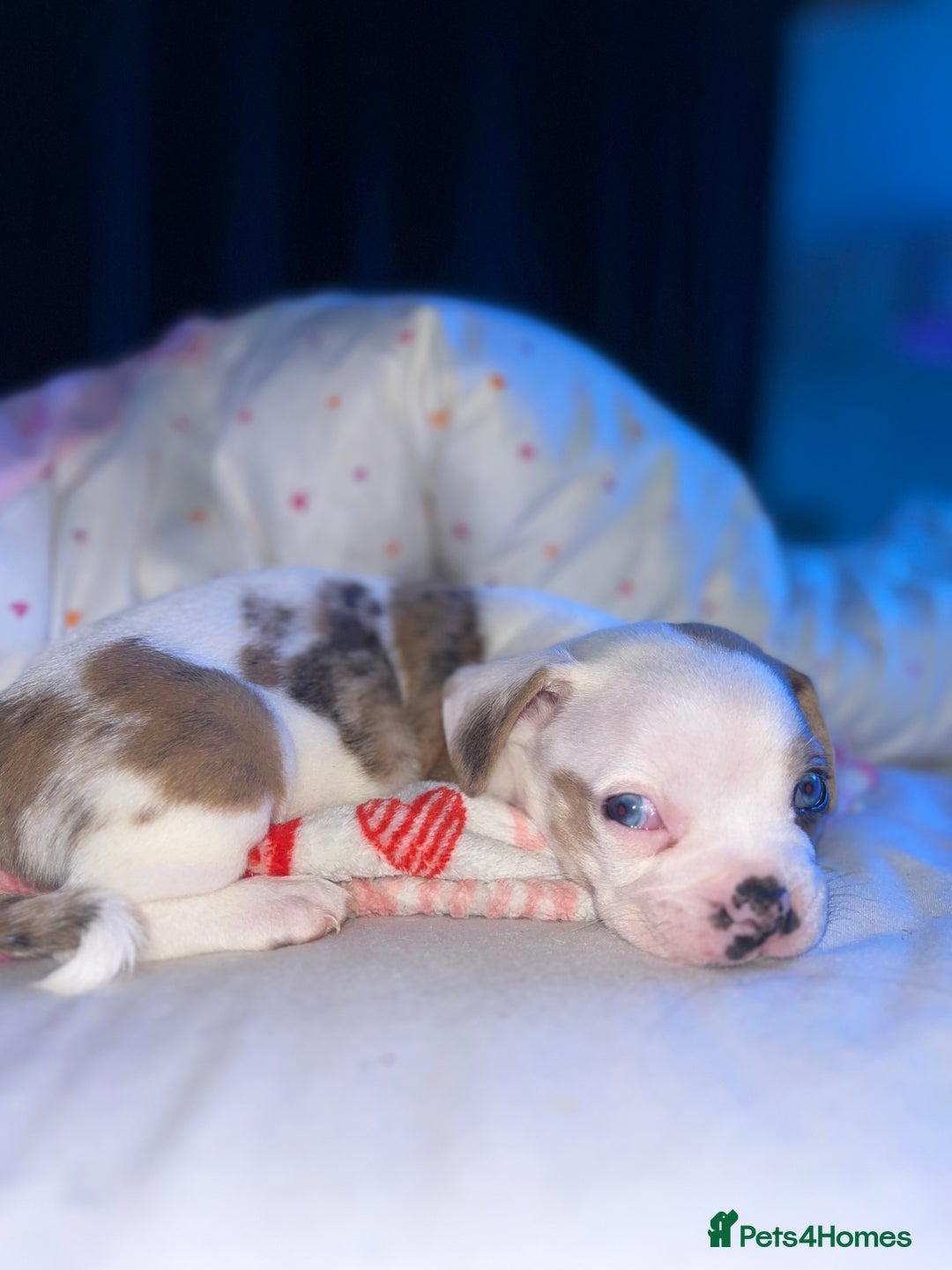Mixed Breed dogs for sale: BLUE EYE FRUG/ JUG PUPPIES  - Image 8