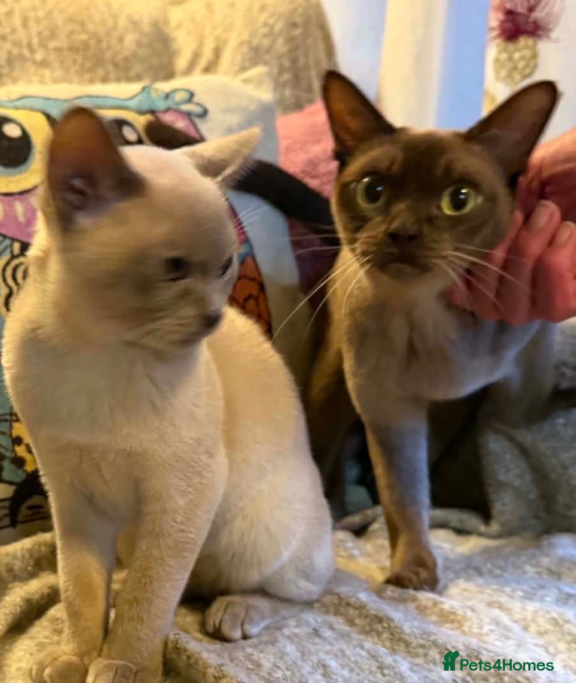 Burmese cats Burmese lilac kittens - Advert 1