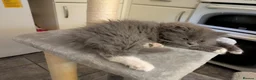 Mixed Breed cats for sale: Male Ragdoll/Persian Kitten - Advert 4