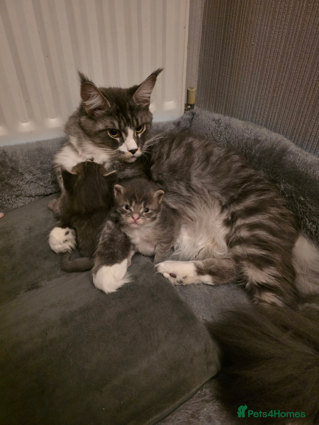 Maine Coon cats for sale: Beautiful Maine Coon Kittens 4 boys/2girl  - Advert 7