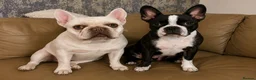 Mixed Breed dogs for sale: Frenchton puppies - Advert 4