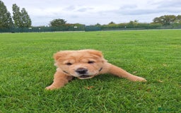 Chow Chow dogs for sale: Nova  - Image 2