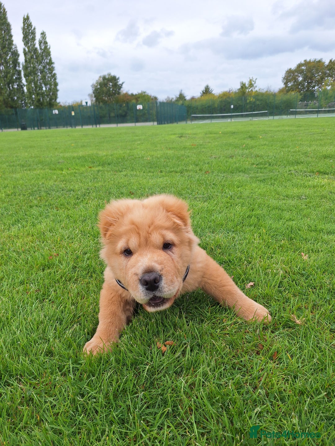 Chow Chow dogs for sale: Nova  - Image 2
