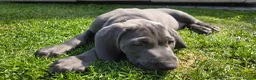 Weimaraner dogs for sale: Male Weimaraner (Blue) 8wks old on the 4th June - Advert 4