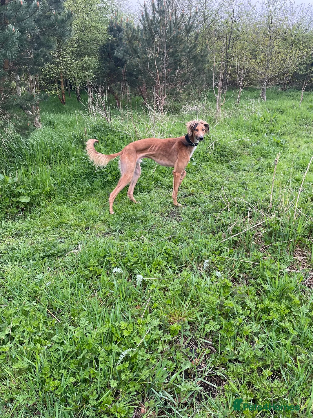 Mixed Breed dogs for sale: Saluki Greyhound - Advert 1