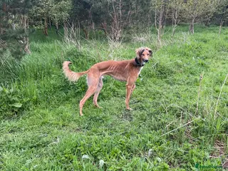 Mixed Breed dogs Saluki Greyhound - Advert 18