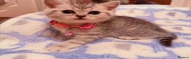 British Shorthair silver tabby 