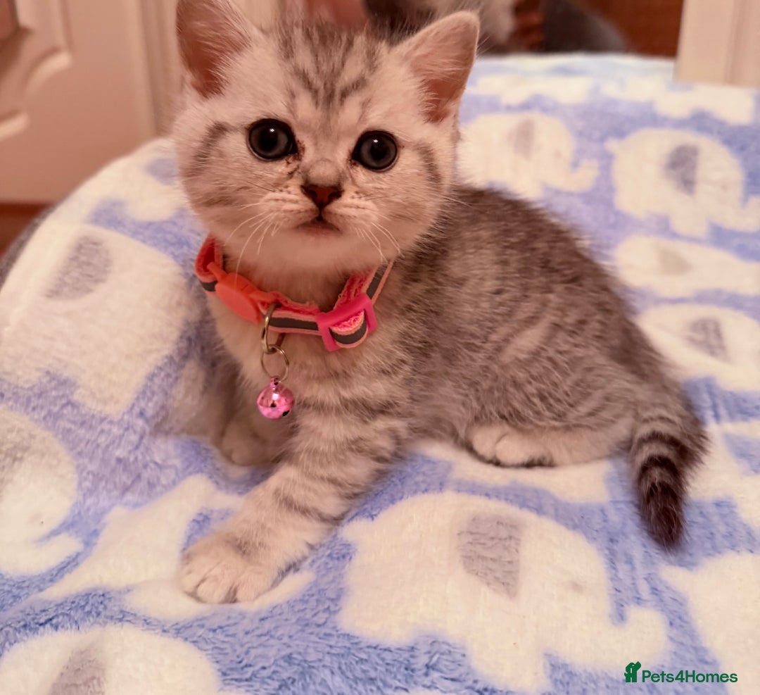 British Shorthair cats for sale: Beautiful British Tabby with Father Pedigree  - Advert 5