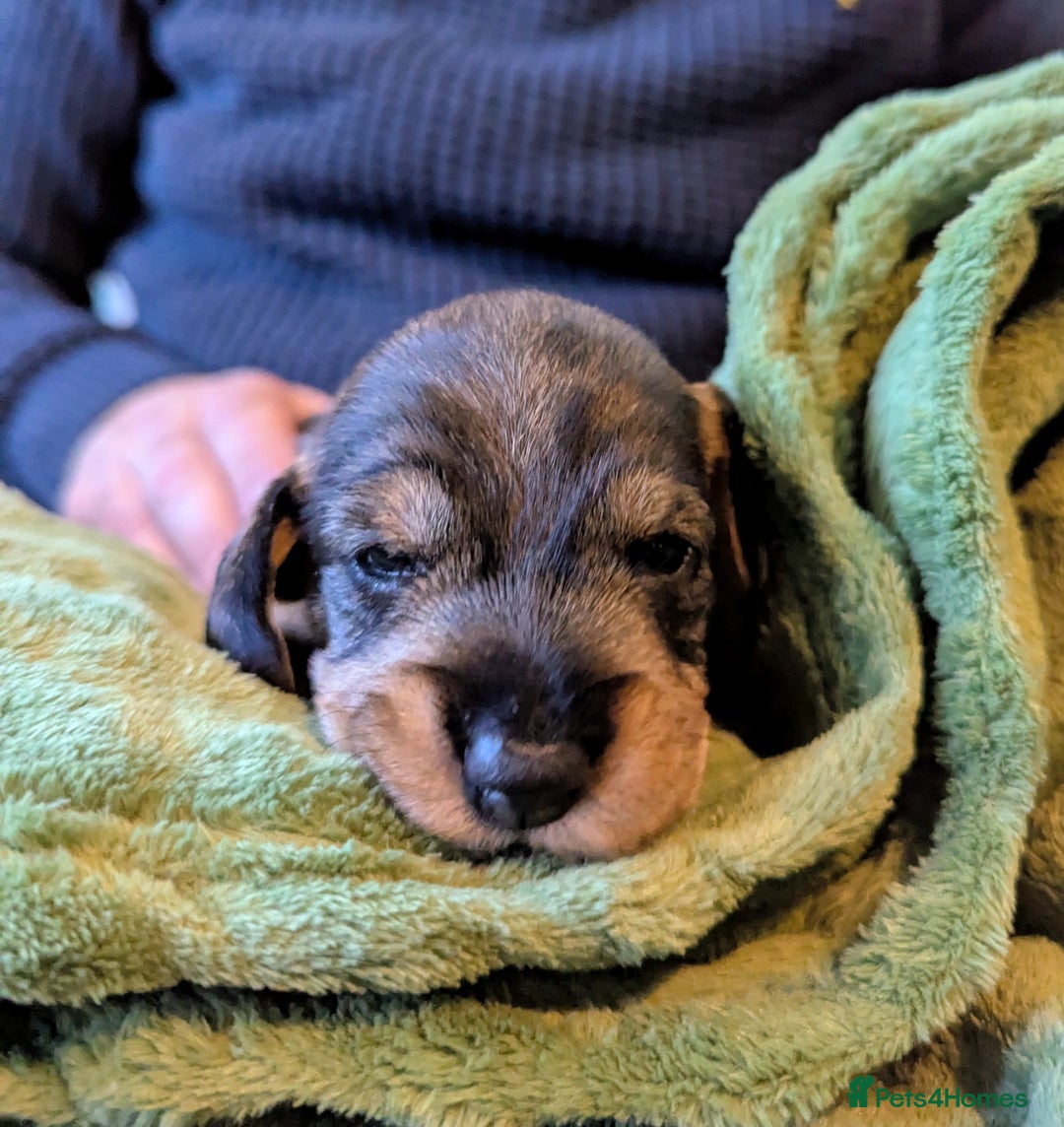 Dachshund dogs for sale: Standard Wirehaired Dachshund Puppies - Image 11