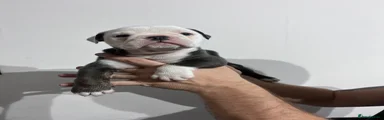 Olde English Bulldogge Puppy 6