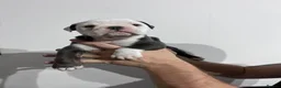 Olde English Bulldogge dogs for sale: OLDE ENGLISH BULLDOGGE PUPS, READY TO GO,NEBBR REG - Advert 7