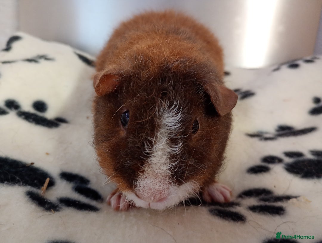 Guinea Pig rodents for sale: Teddy babies  - Image 4