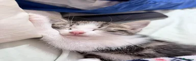 British Shorthair 1