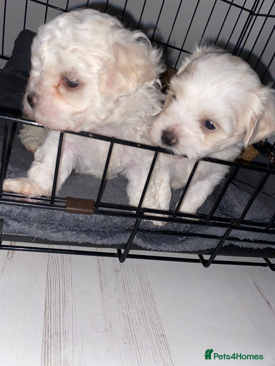 Zuchon dogs for sale: Zuchons pups ( Teddy bear pups) - Image 11