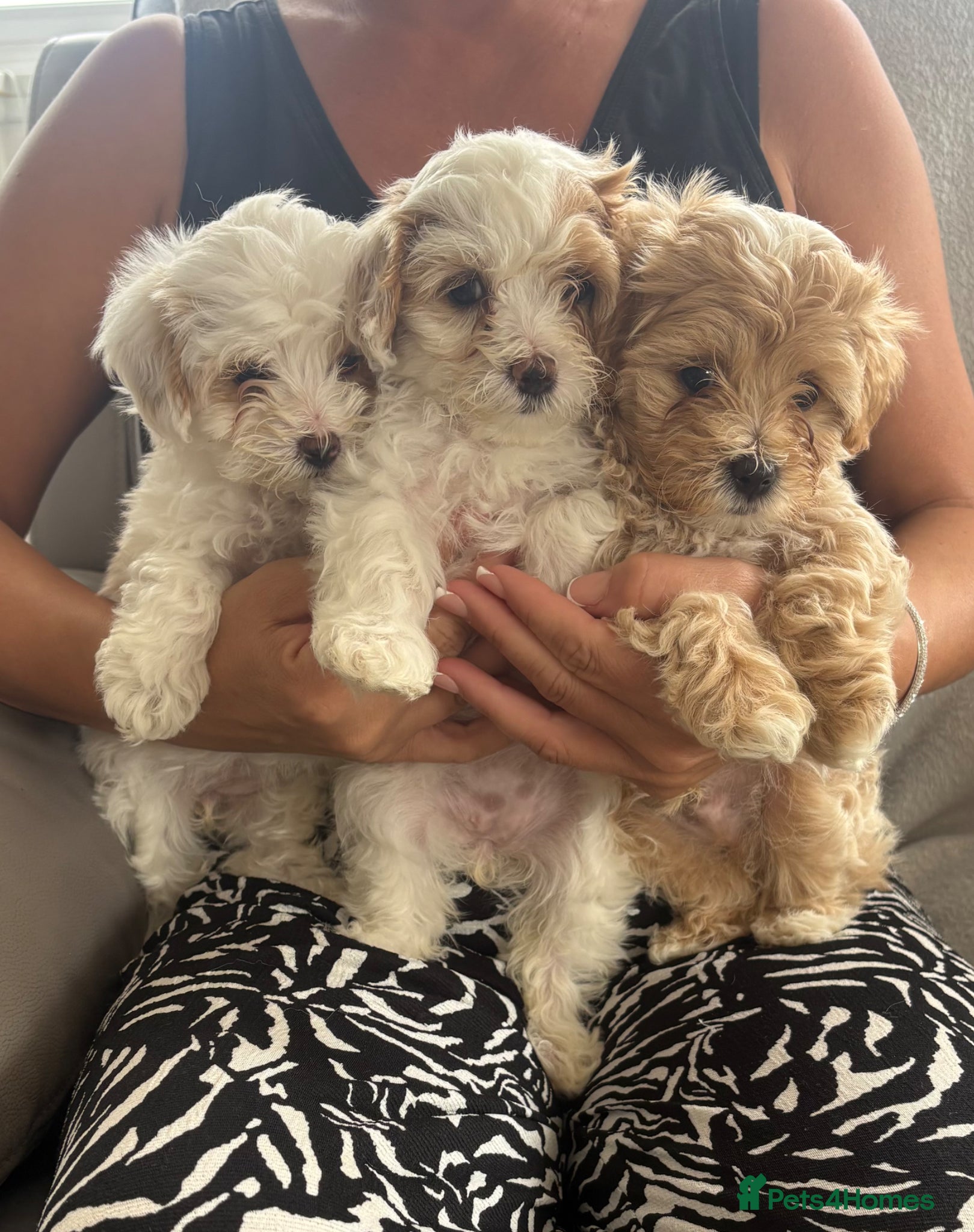 Maltipoo dogs Toy f1 Maltipoo puppies  - Advert 2