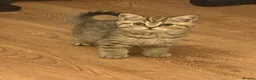 British Shorthair cats for sale: British shorthairs for sale - Advert 3