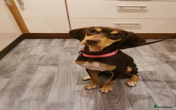Mixed Breed dogs for adoption: Todd- chocolate pudding - Image 1