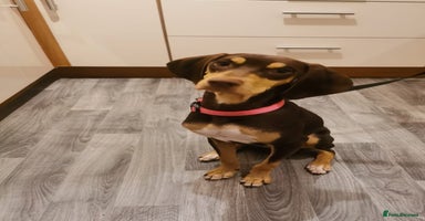 Mixed Breed dogs - Advert 5