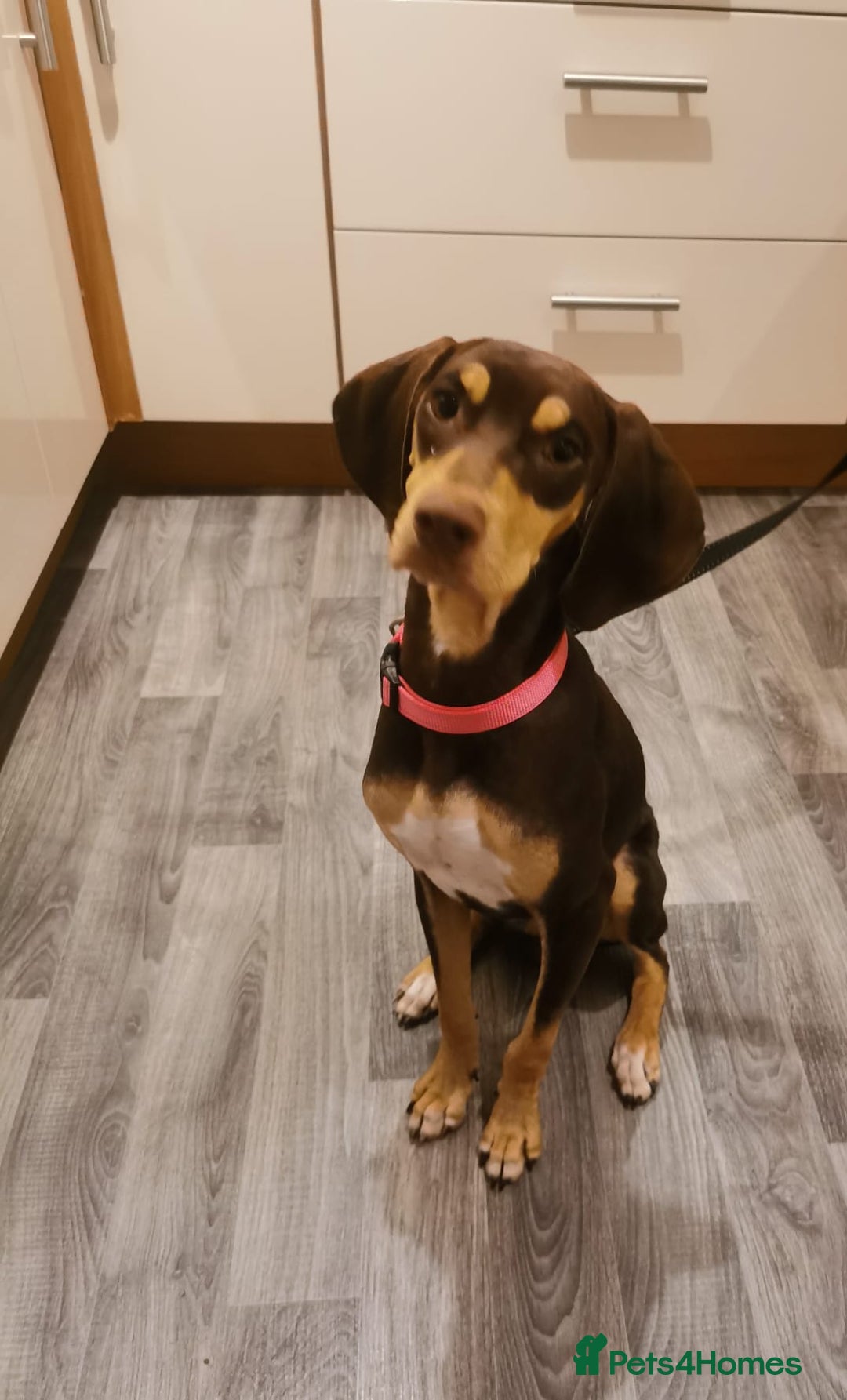 Mixed Breed dogs for adoption: Todd- chocolate pudding - Image 1
