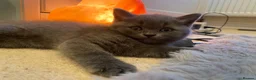 British Shorthair cats for sale: Amazing Pedigree British Shorthair Kittens  - Advert 28