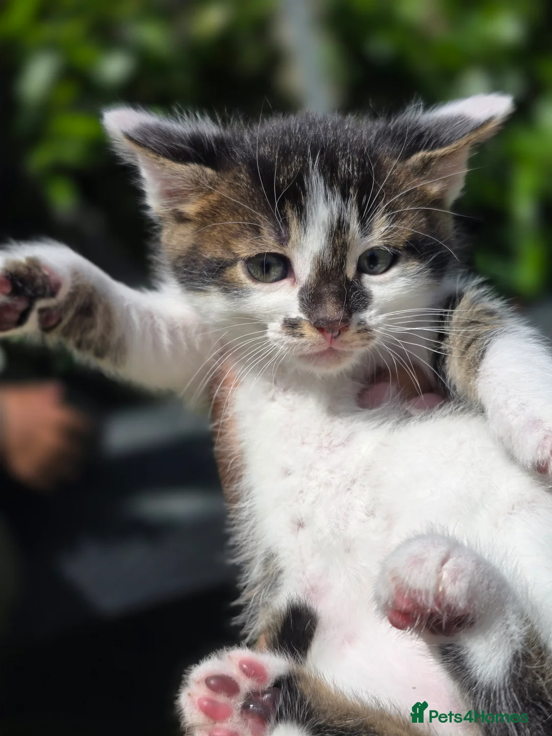 Bengal cats for sale: Bengal cross tabby Ready now in Croydon - Advert 16