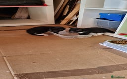 Domestic Shorthair cats for sale: kitten to sell  in Wolverhampton - Image 2