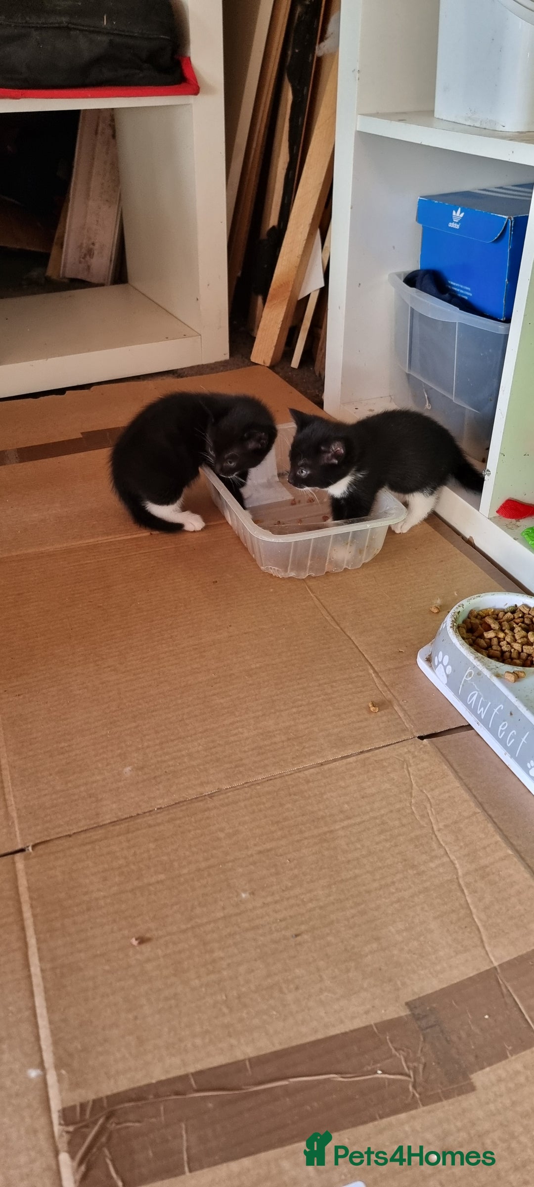Domestic Shorthair cats for sale: kitten to sell  in Wolverhampton - Image 2