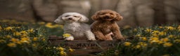 Mixed Breed dogs for sale: Bella - Poochon sisters for sale together  - Advert 2