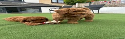 Cockapoo dogs for sale: Adorable F1BB Cockapoos - Advert 9