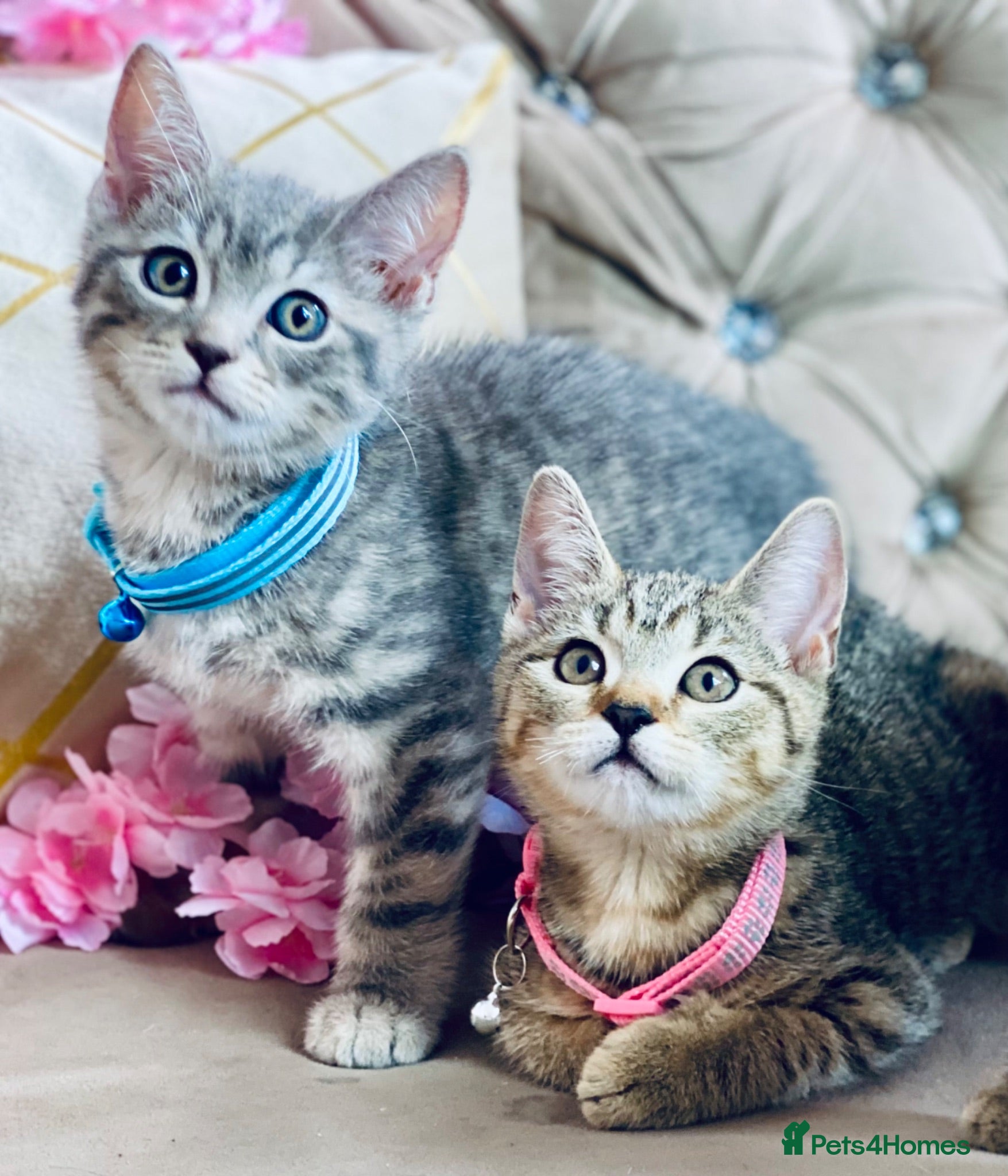 British Shorthair cats British shorthair x tabby kittens  - Advert 1