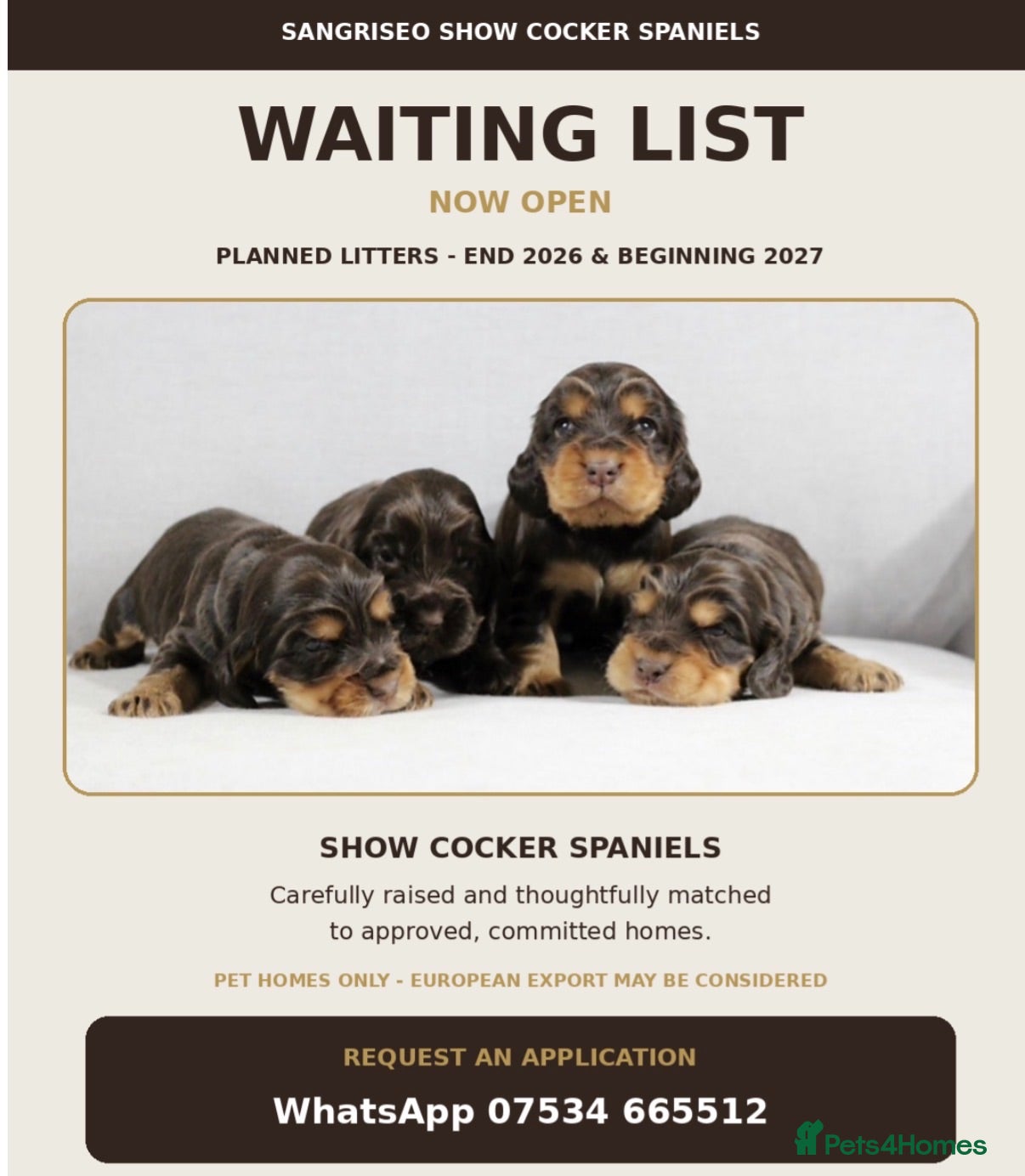 Cocker Spaniel dogs SANGRISEO WAITING LIST – END OF 2026/EARLY 2027 - Advert 2