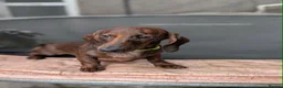 Miniature Dachshund dogs for sale: Miniature Dachshund puppies  - Advert 5