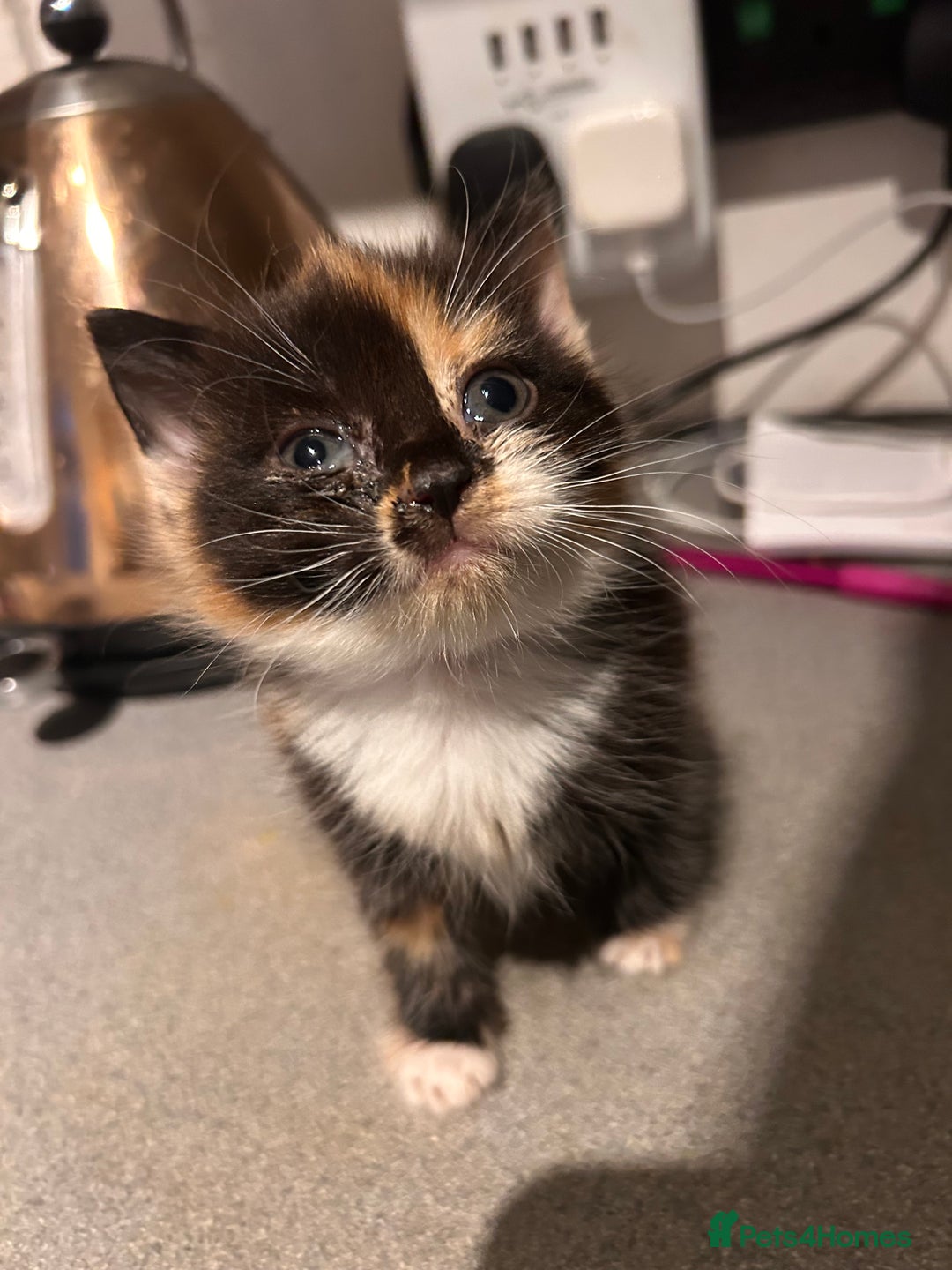 Perdoll cats for sale: Ragdoll  cross kitten (one available )😻 - Image 4