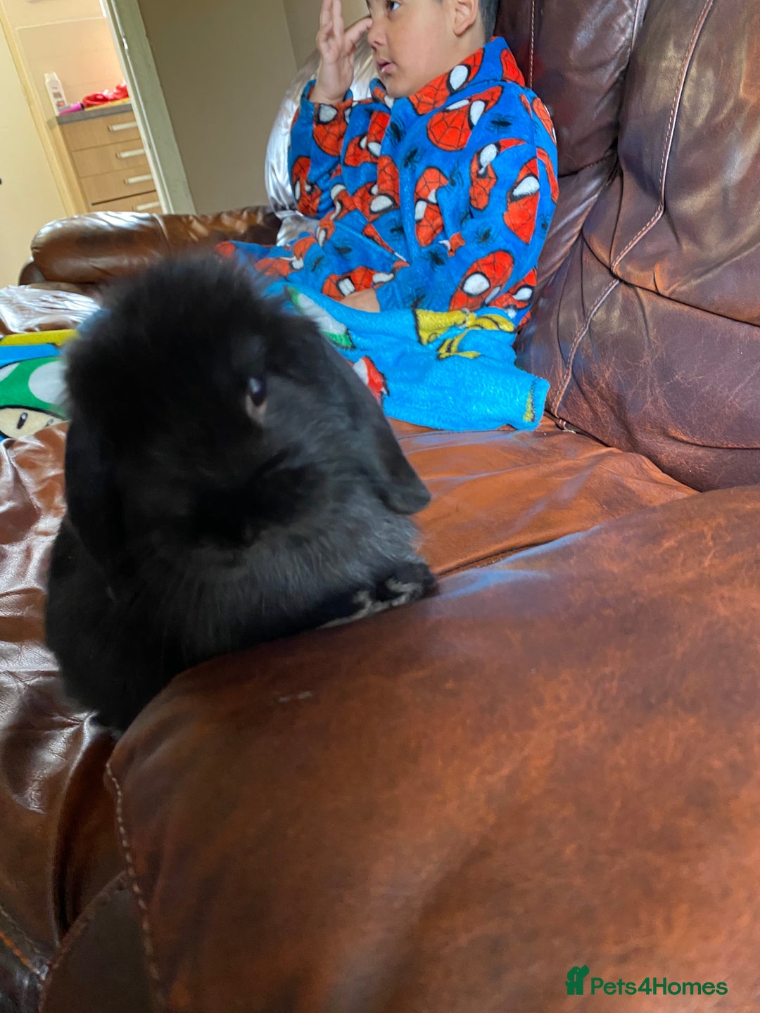 Mini Lop rabbits for sale: Mini lop - Image 3