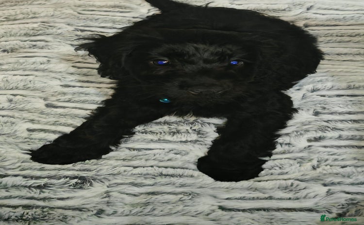 Cockapoo dogs - Advert 1