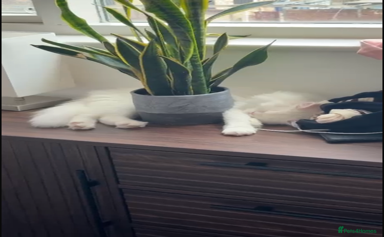 Mixed Breed cats - Advert 1