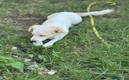 Mixed Breed dogs for adoption: SNOOPYBOLT, a handsome puppy boy for a Loving Home - Image 4