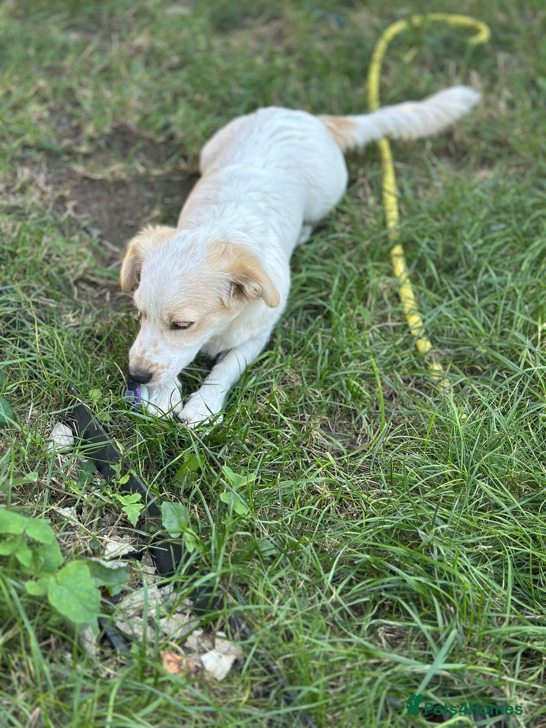 Mixed Breed dogs for adoption: SNOOPYBOLT, a handsome puppy boy for a Loving Home - Image 4
