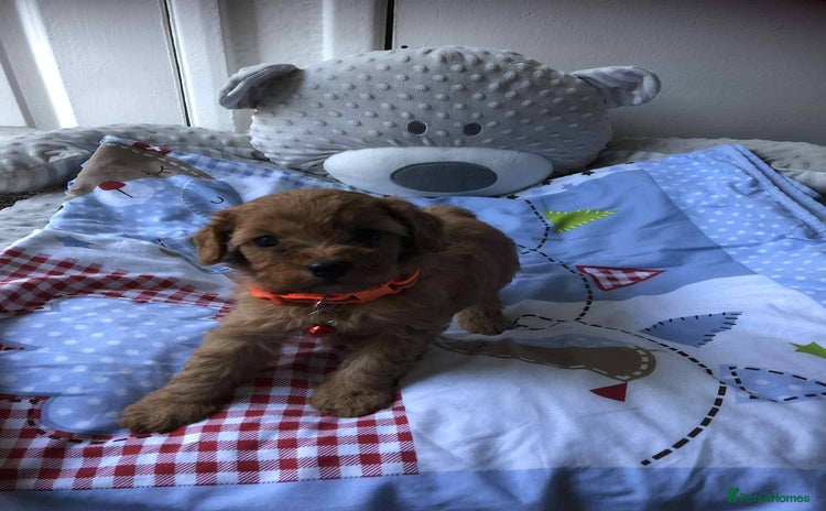 Cavapoo dogs - Advert 7