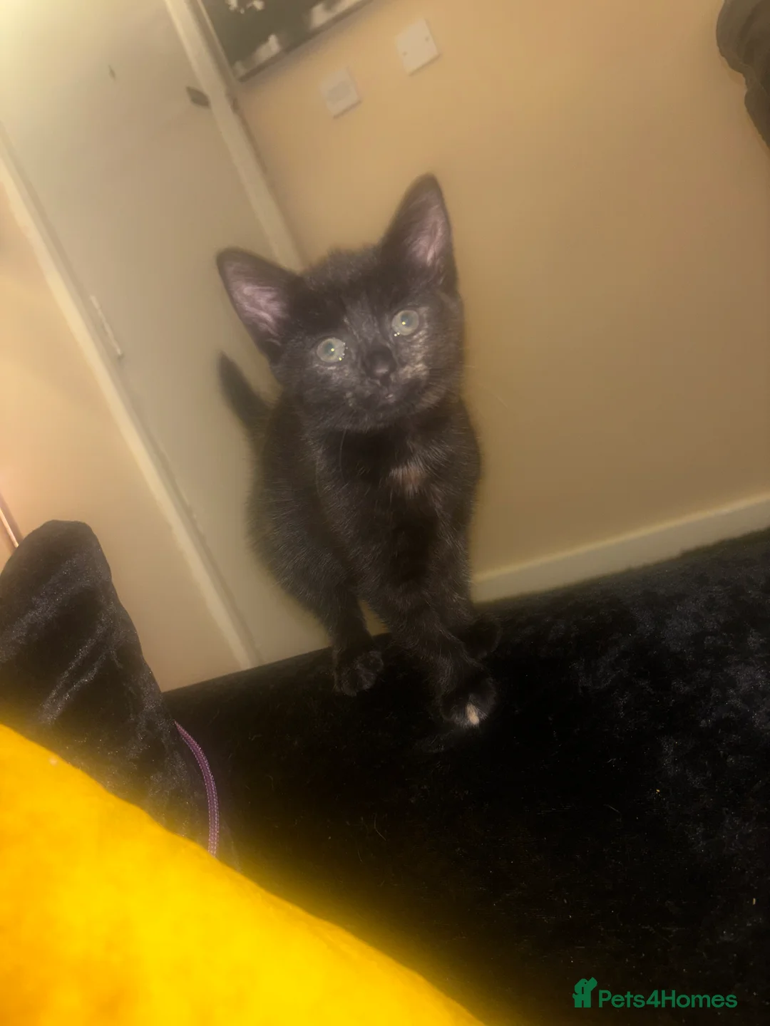 American Shorthair cats for sale: Female kitten for sale  - Advert 3