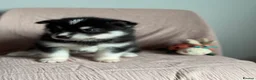 Siberian Husky dogs for sale: Carefully-raised northern breed companions - Advert 10