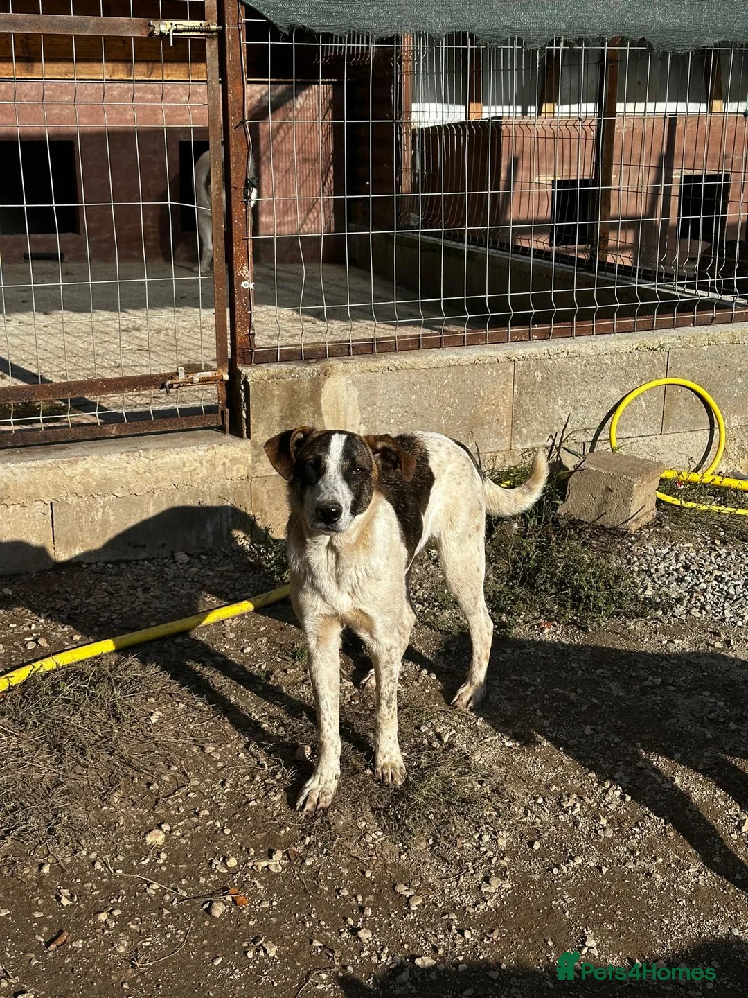 Mixed Breed dogs for adoption: Benson is looking for a dog friend! - Advert 11