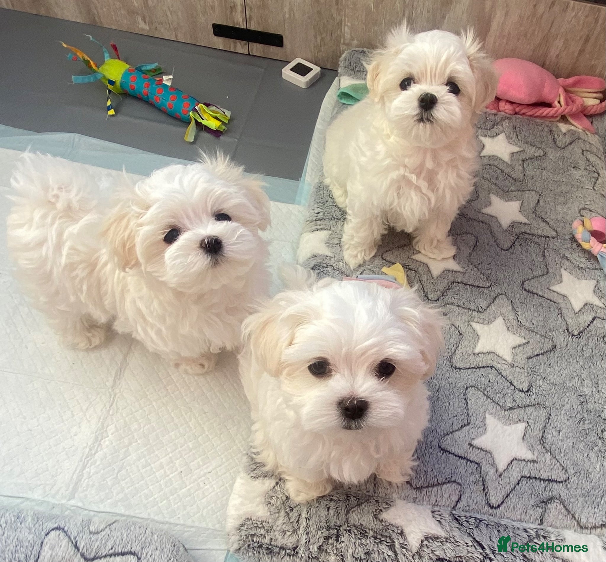 Maltese dogs Adorable KC registered Maltese puppies😍 - Advert 15