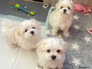 Maltese dogs Adorable KC registered Maltese puppies😍 - Advert 15