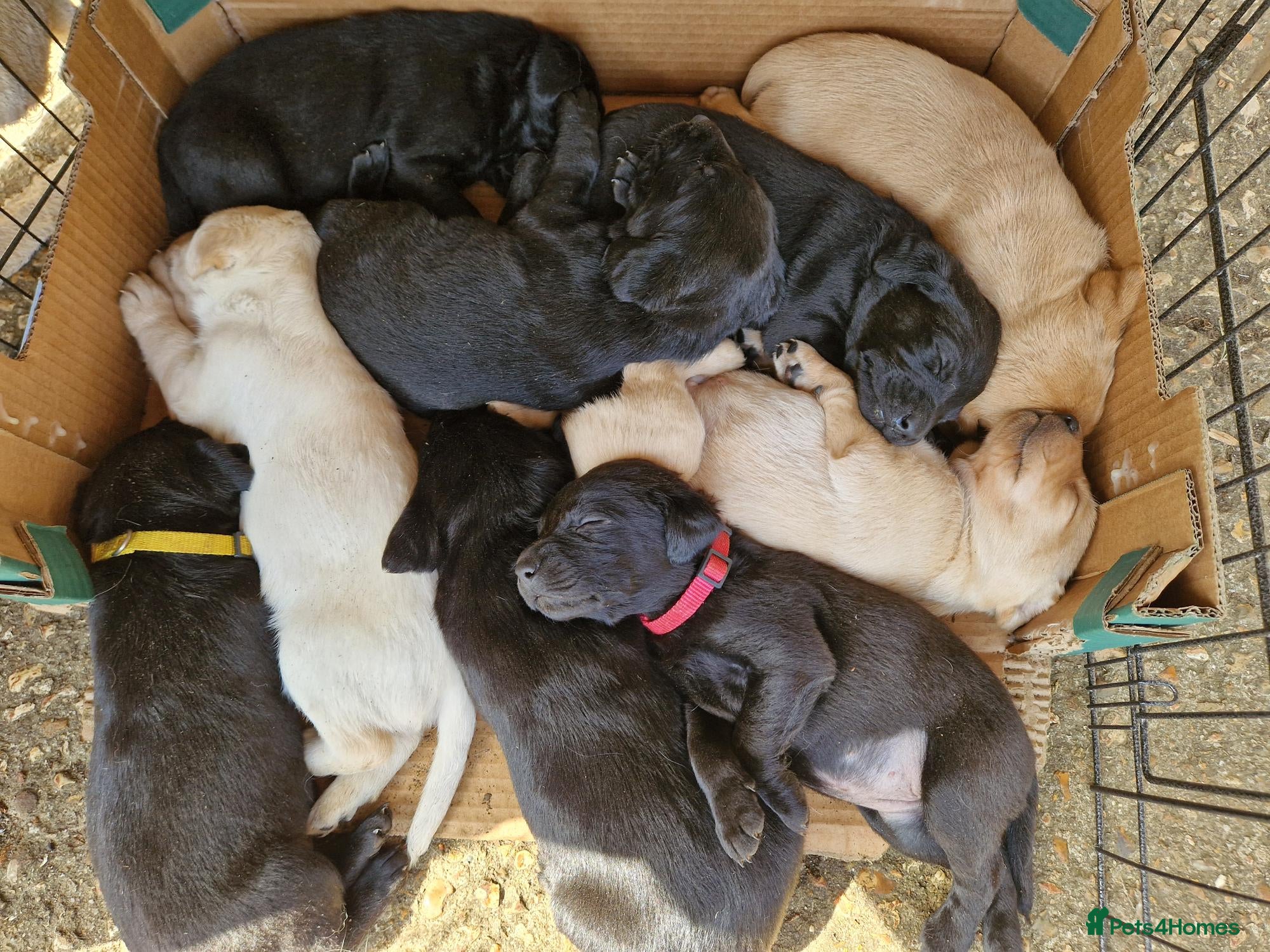 Labrador Retriever dogs Non RKC registered Labrador puppies - Advert 2