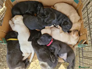 Labrador Retriever dogs Non RKC registered Labrador puppies - Advert 2