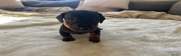 Miniature Dachshund dogs for sale: Beautiful Baby Sausages - Advert 11