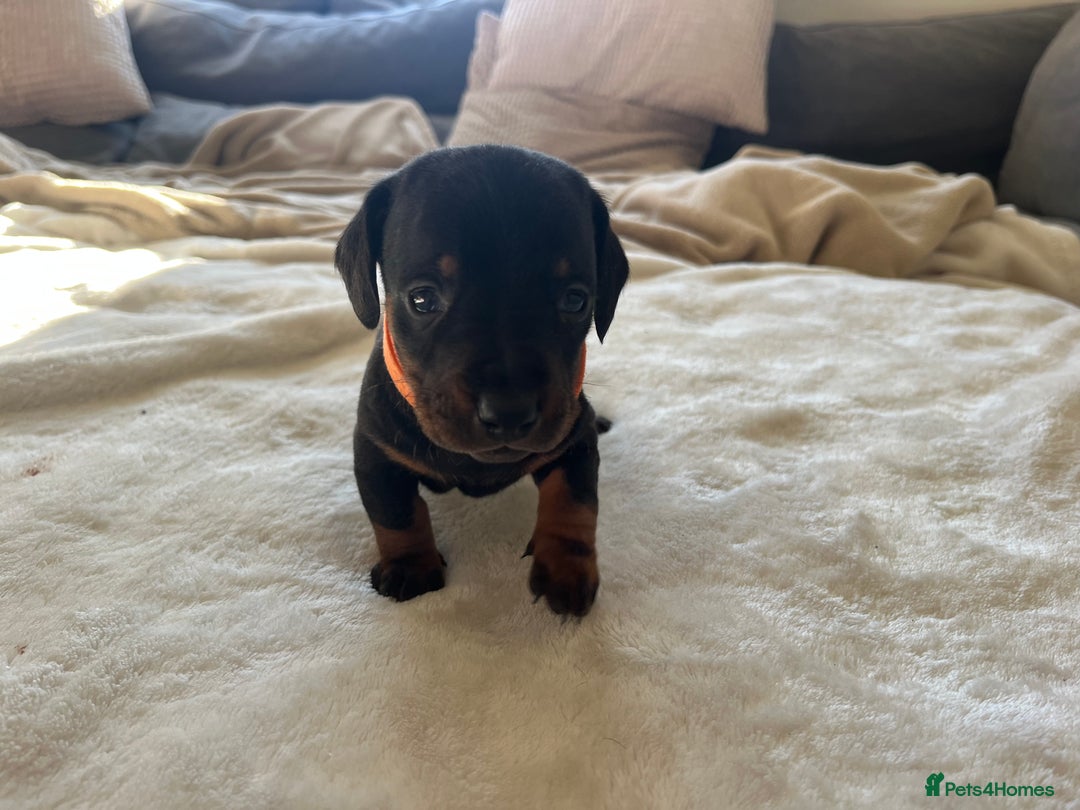 Miniature Dachshund dogs for sale: Beautiful Baby Sausages - Advert 11